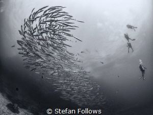 Saga ... ! Chevron Barracuda - Sphyraena qenie. Sail Rock... by Stefan Follows 